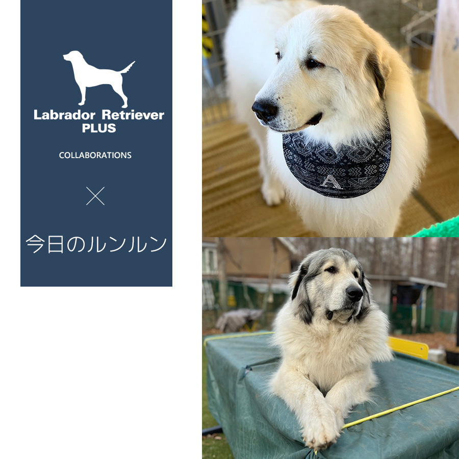 今日のルンルン コラボアイテム