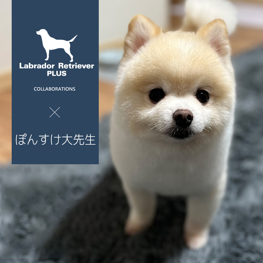 ぽんすけ大先生 コラボアイテム